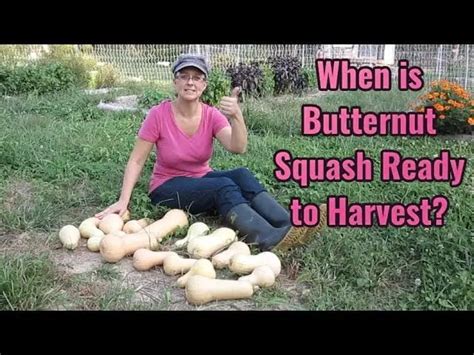 when is squash ready to pick