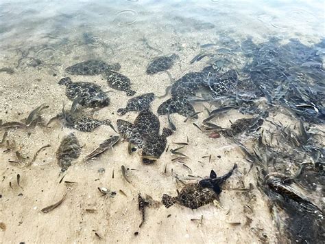 when is the next jubilee in mobile bay