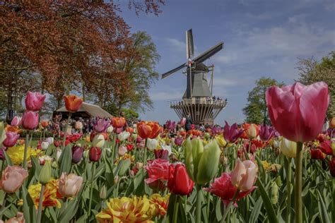 when is tulip time in amsterdam