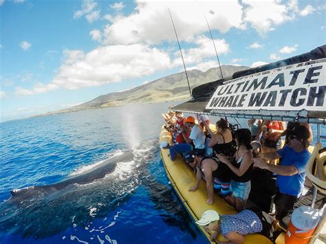when is whale watching in maui