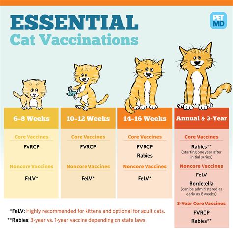 when should a cat get shots