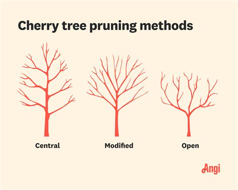 when should a cherry tree be pruned