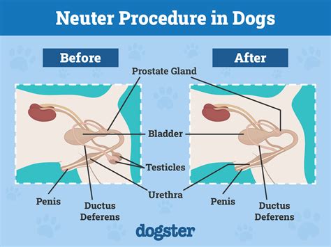 when should a lab be neutered