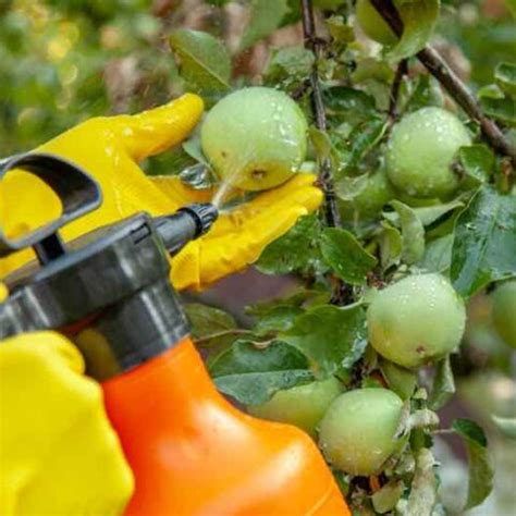 when should apple trees be sprayed