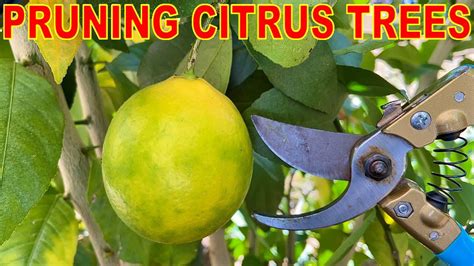 when should citrus trees be pruned