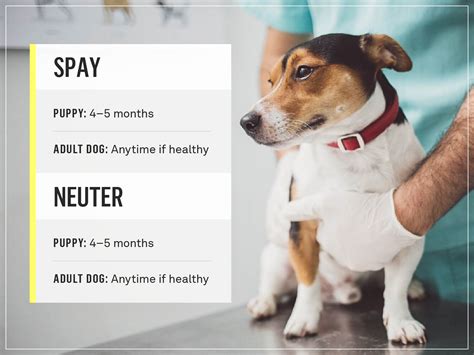 when should dogs get fixed
