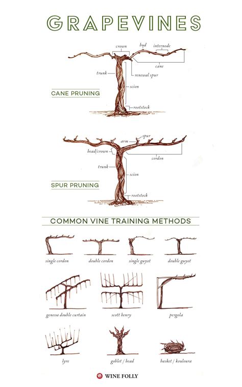 when should i prune grape vines