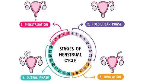 when should menstruation start