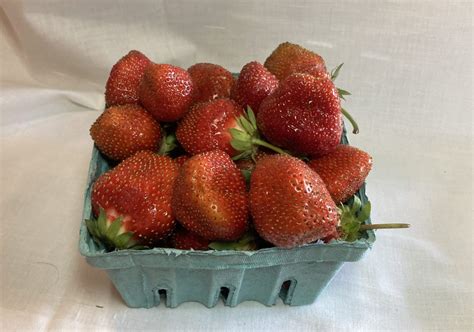 when should strawberries be picked