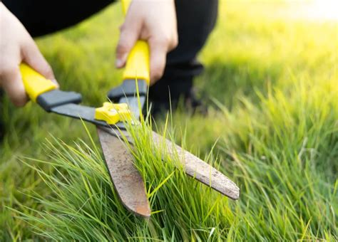 when should the first grass cut be
