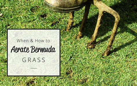 when should you aerate bermuda grass