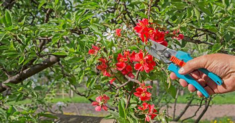 when should you cut back oleanders