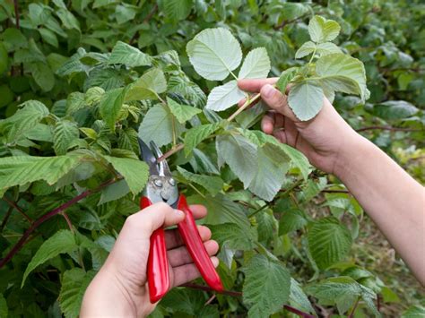 when should you cut back raspberry bushes