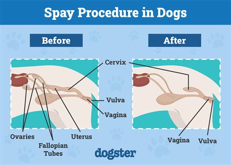 when should you get a dog spayed