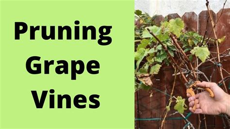 when should you prune grape vines