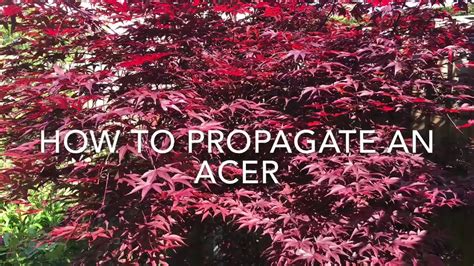 when to cut back acers