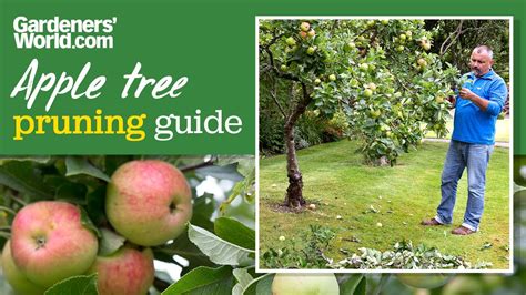 when to cut back apple trees