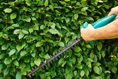 when to cut back beech hedge