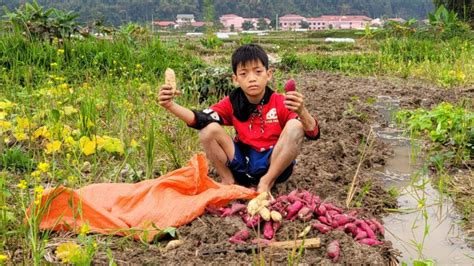 when to dig sweet potatoes in ga