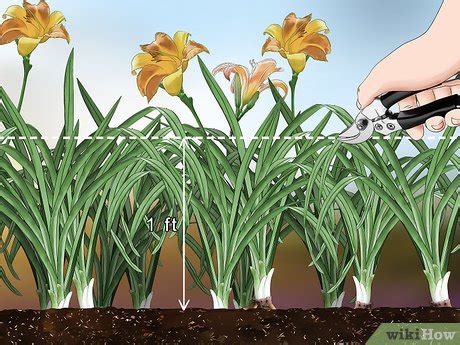 when to divide daylilies in zone 8