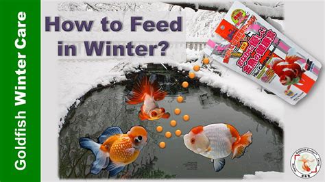 when to feed goldfish in winter