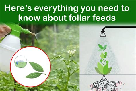 when to feed plants in spring