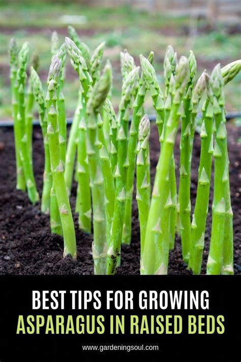 When To Fertilize Asparagus Bed
