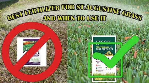 when to fertilize grass in arizona
