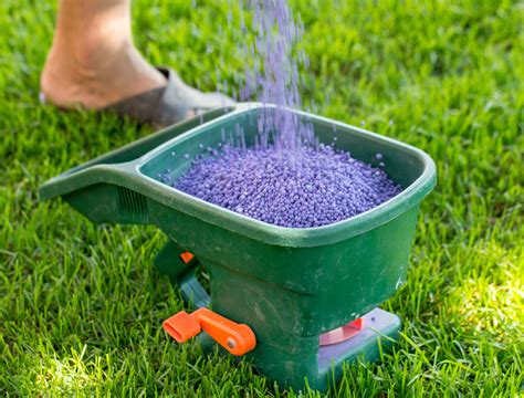 when to fertilize grass in seattle