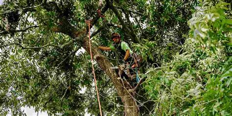 when to fertilize trees in texas