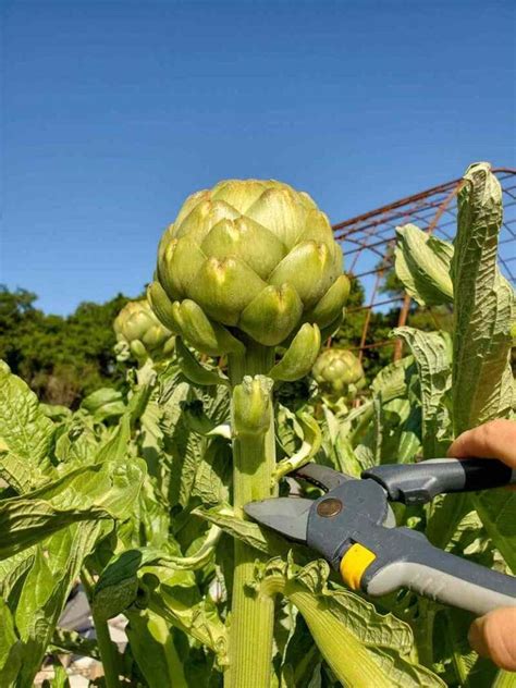 when to harvest artichokes in australia
