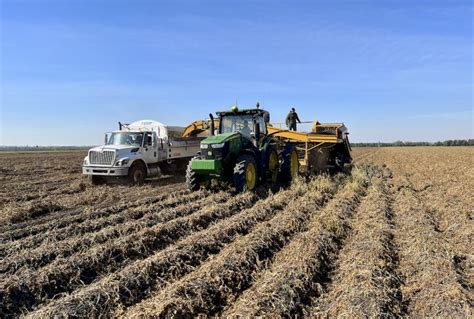 when to harvest potatoes in alberta
