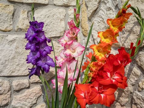 when to move gladiolus bulbs