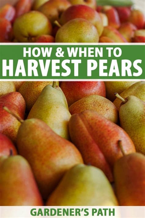 when to pick pears in pa