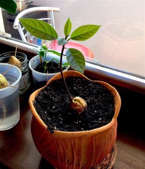 when to plant avocado in soil