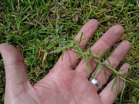 when to plant centipede grass in nc