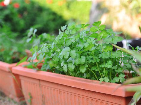 when to plant coriander in melbourne
