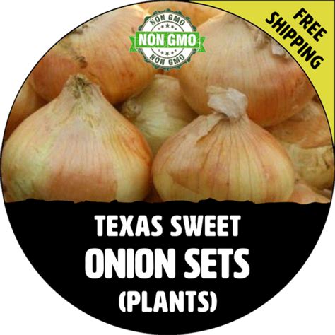 when to plant onion sets in texas