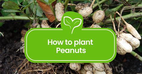 when to plant peanuts in sc