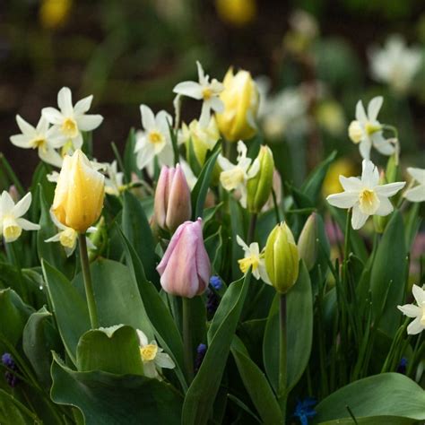 when to plant spring bulbs in uk