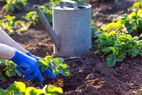 when to plant strawberries in oregon