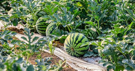 when to plant watermelon in ga