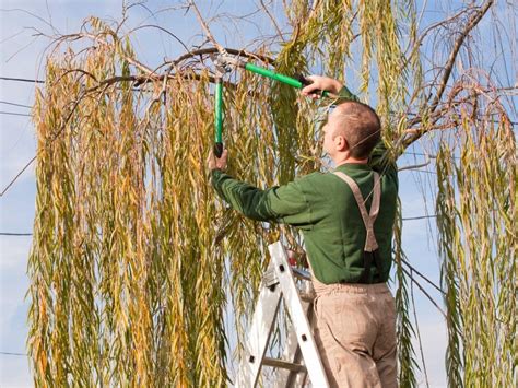 when to prune a weeping willow tree