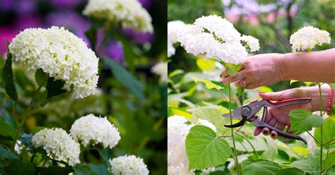 when to prune annabelle hydrangeas