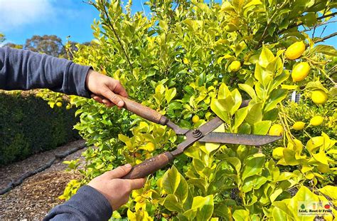 when to prune citrus in melbourne