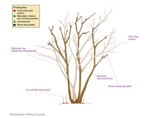 when to prune crape myrtles in nc