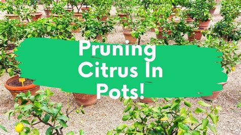 when to prune lime trees in pots