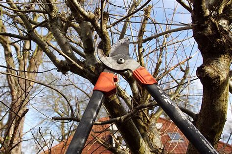 when to prune oak trees in mn