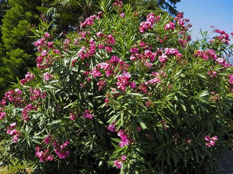 when to prune oleanders in australia