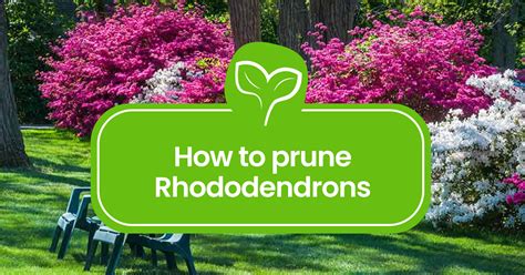 when to prune rhododendrons in uk